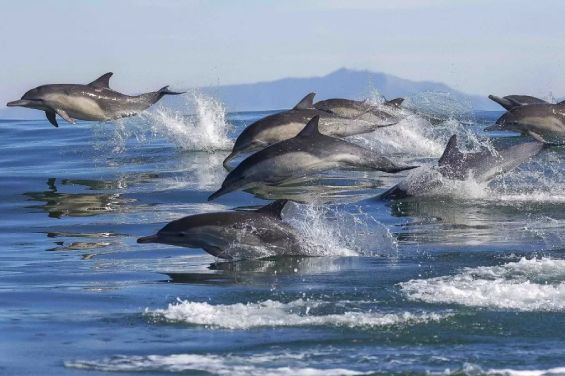 Dolphin & Wildlife Experiences